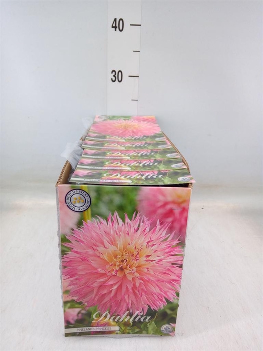 <h4>Dahlia   ...flowerbulbs</h4>