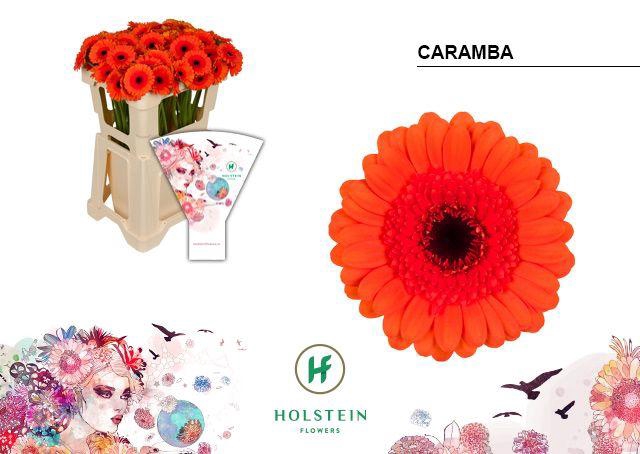 <h4>Germini Caramba Water</h4>