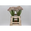 Allium Silverspring