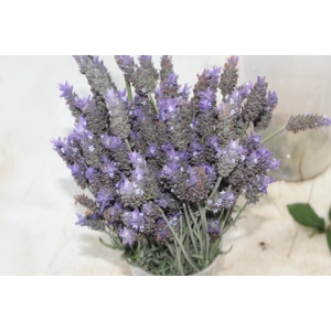 LAVANDULA CORTE