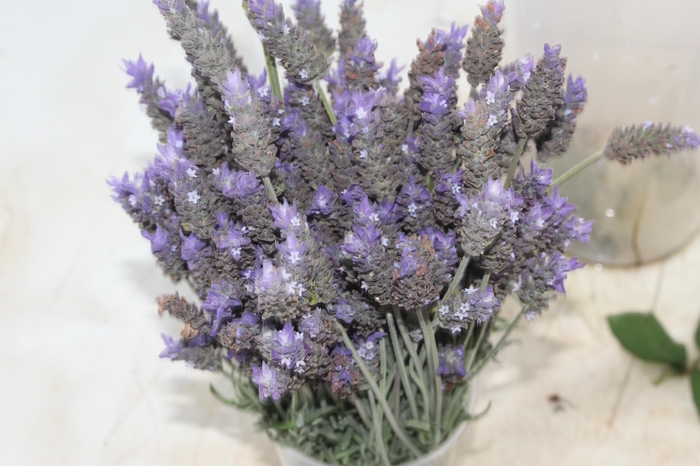 <h4>LAVANDULA CORTE</h4>