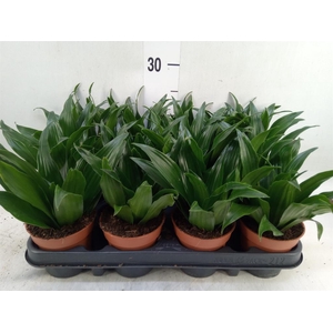 Dracaena frag. 'Compacta'