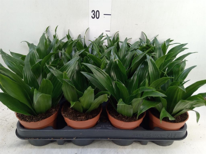 <h4>Dracaena frag. 'Compacta'</h4>