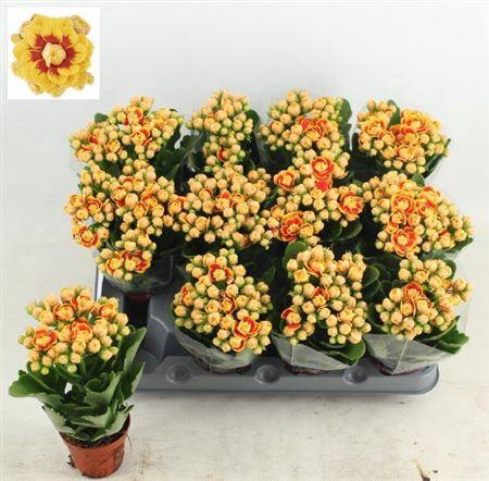 <h4>Kal Ge Mf Lausanne</h4>