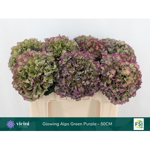 Glowing Alps Green Purple - 50CM