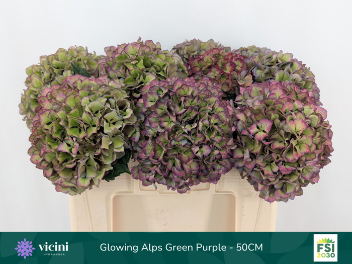 <h4>Glowing Alps Green Purple - 50CM</h4>