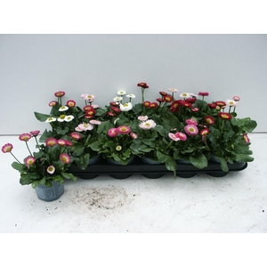 BELLIS PERENNIS GEM