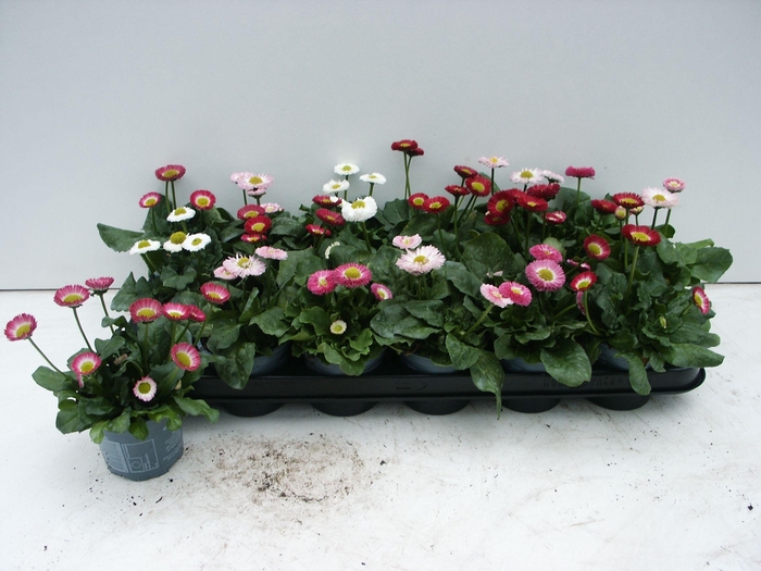 <h4>BELLIS PERENNIS GEM</h4>