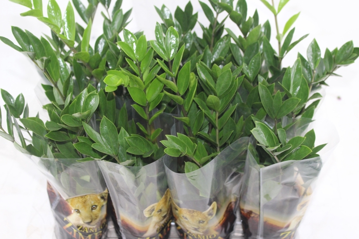 <h4>ZAMIOCULCAS P09</h4>