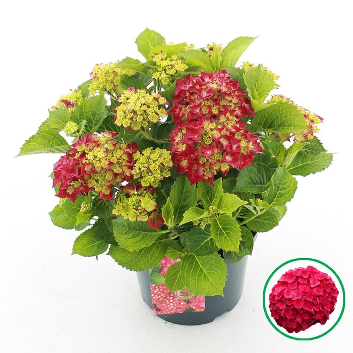 <h4>Hydrangea macr. Rood C5 (23cm.) Kn.</h4>