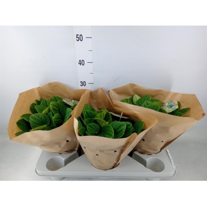 Peperomia albov. 'Rana Verde'