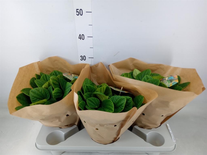 <h4>Peperomia albov. 'Rana Verde'</h4>