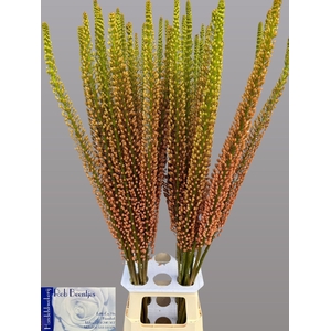 Eremurus Rumba