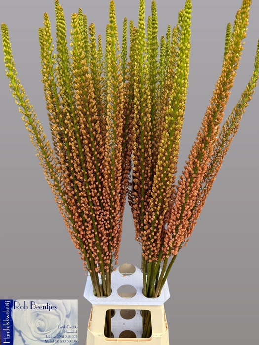 <h4>Eremurus Rumba</h4>