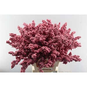 Peper Bes Op Stok Rood