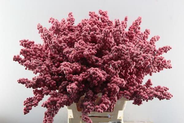 <h4>Peper Bes Op Stok Rood</h4>