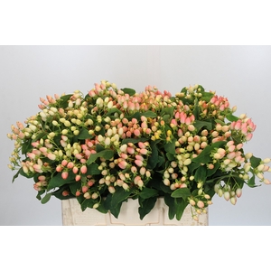 Hypericum Magical Innocence