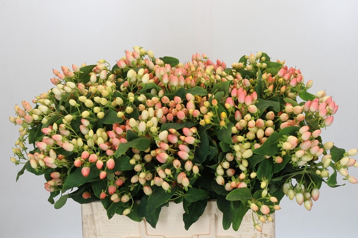 <h4>Hypericum Magical Innocence</h4>