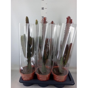 Euphorbia trigona 'Rubra'