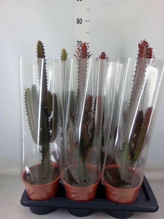 <h4>Euphorbia trigona 'Rubra'</h4>