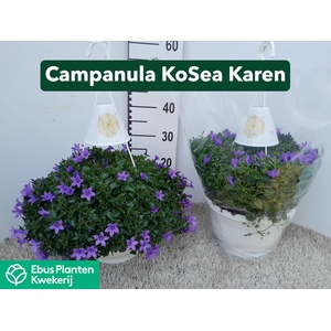 CAMP PORTENSCHLAGIAN