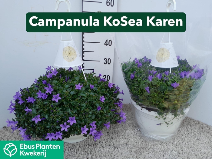 <h4>CAMP PORTENSCHLAGIAN</h4>