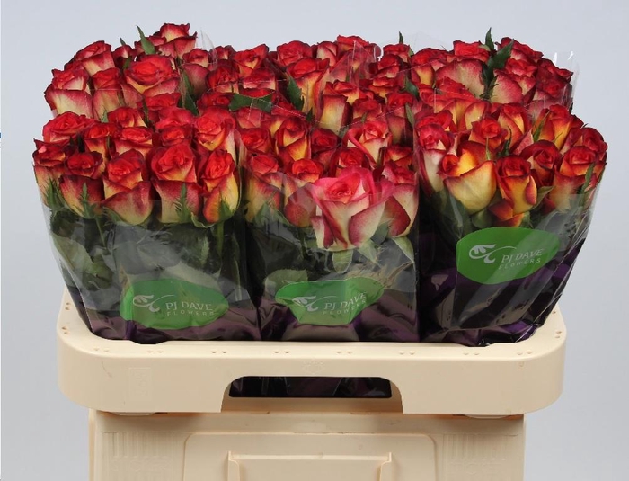 <h4>R GR MAGMA FREELAND</h4>