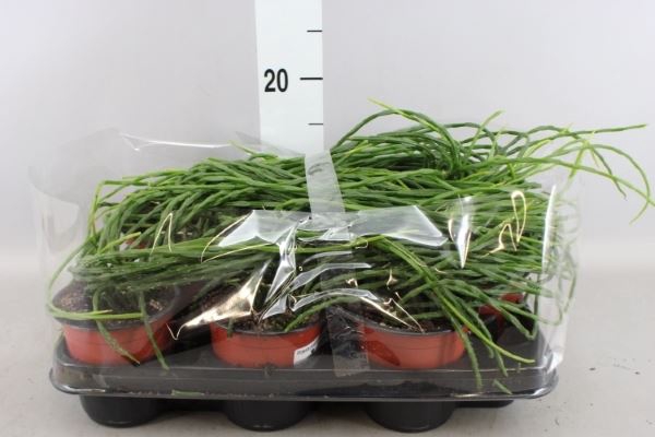 <h4>Rhipsalis paradoxa</h4>