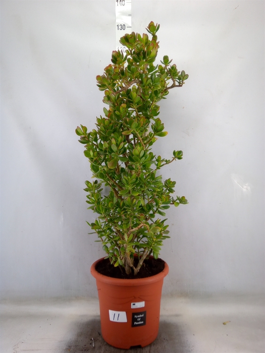 <h4>Crassula ovata</h4>