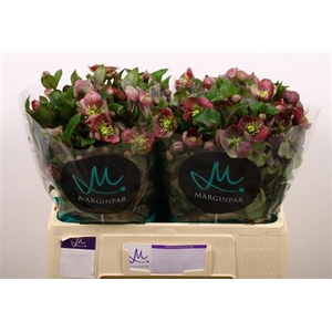 Helleborus Mammoth Pink