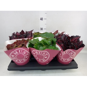 Begonia BD 'Beleaf'   ...mix