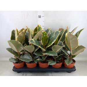 Ficus elastica 'Tineke'