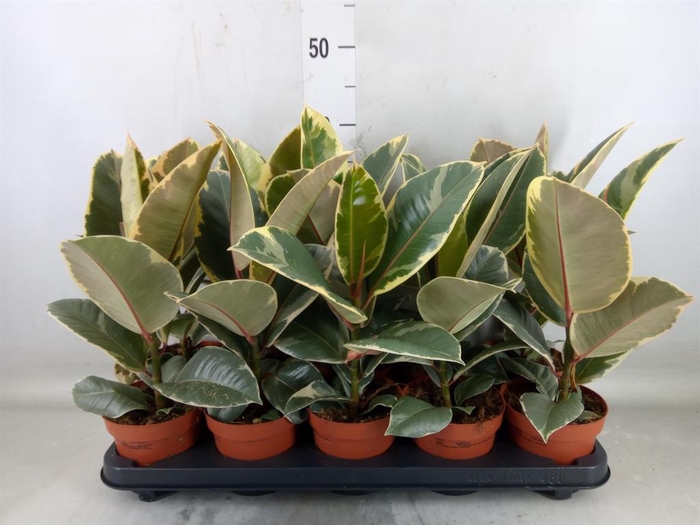 <h4>Ficus elastica 'Tineke'</h4>
