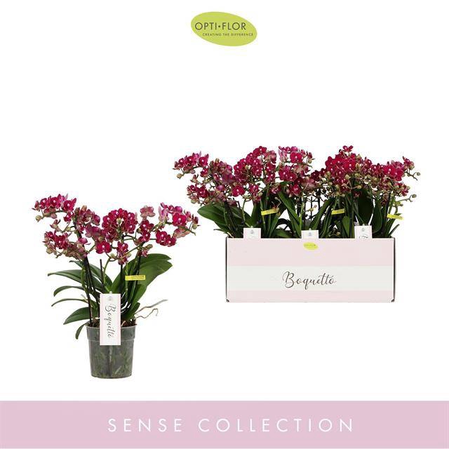 <h4>PHAL OPTI BOQUETTO TEMPTATION 3-5 SPIKE</h4>
