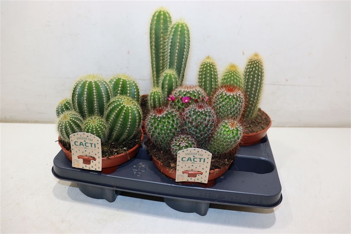 <h4>Cactus Gem</h4>