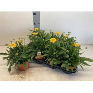 COREOPSIS PRESTO P14