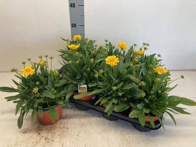 <h4>COREOPSIS PRESTO P14</h4>