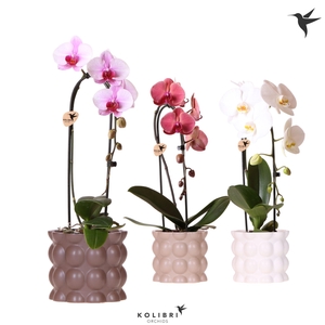 Kolibri Orchids Cascade Niagara Fall mix 1 spike in Cotton pot sand mix