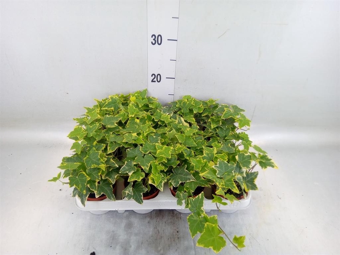 <h4>Hedera helix   ...mix varie yello</h4>