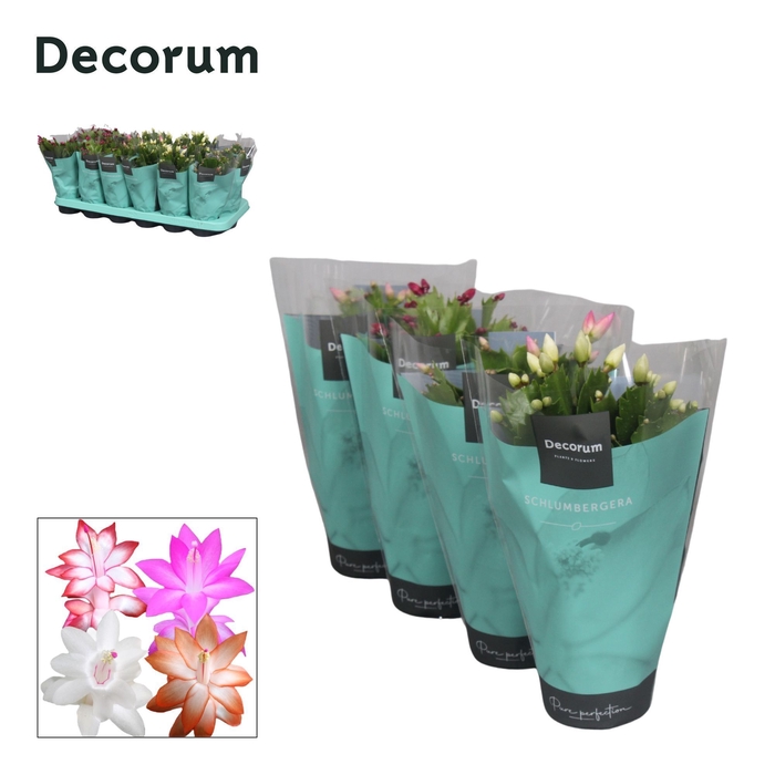 <h4>Schlumbergera - 9 cm - Mix met hoes - Decorum</h4>