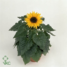 Helianthus Choco Sun