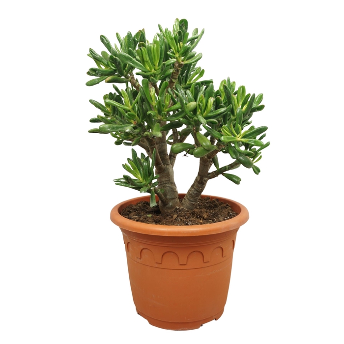 <h4>Crassula Horn Tree</h4>