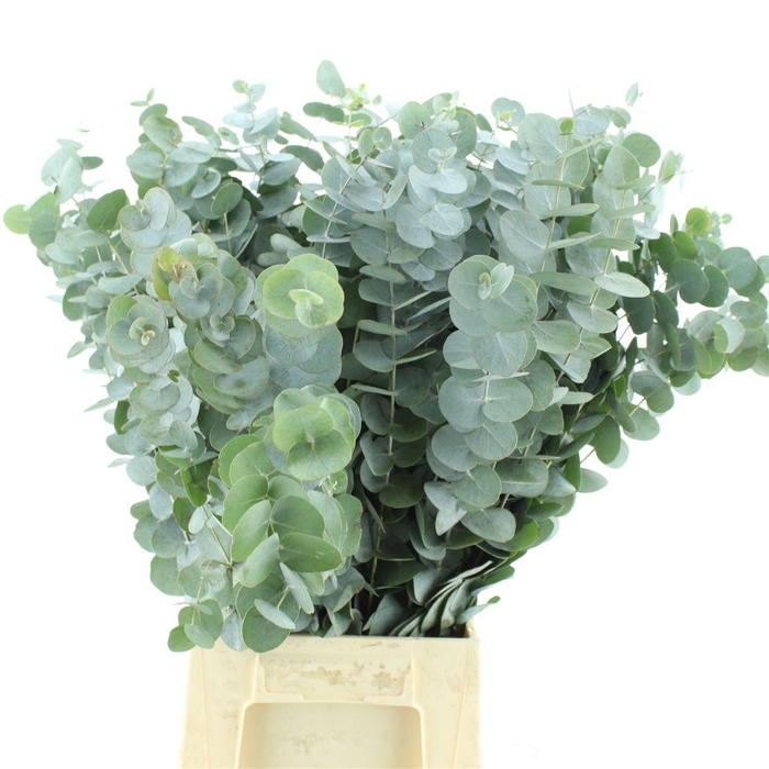 Euca Cinerea P Stem 65cm South Africa