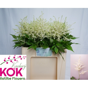 Astilbe Washington Kok