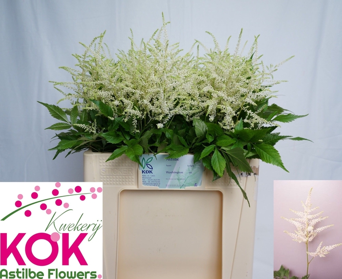 <h4>Astilbe Washington Kok</h4>
