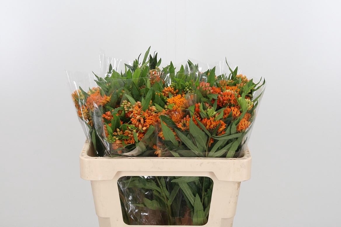 <h4>Asclepias Tuberosa</h4>