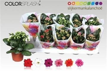 <h4>KAL GE GEM 6 KL</h4>