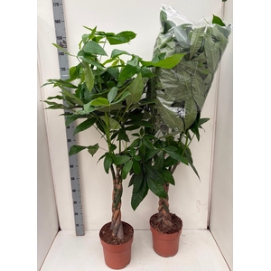 PACHIRA AQUATICA