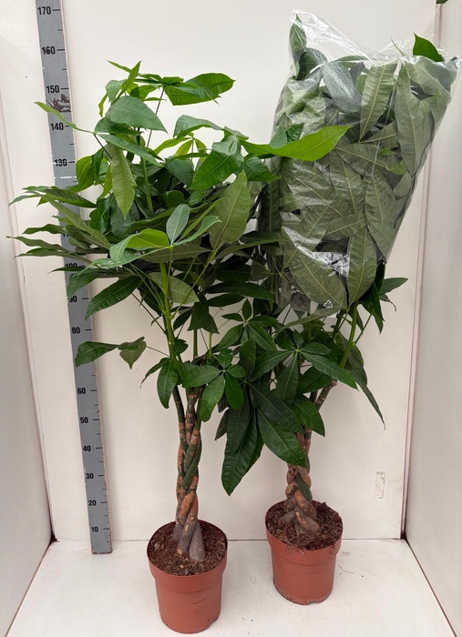 <h4>PACHIRA AQUATICA</h4>