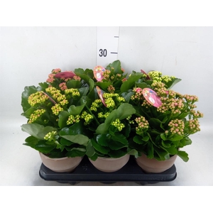 Kalanchoe blos. 'Gardenlina'  ..mix